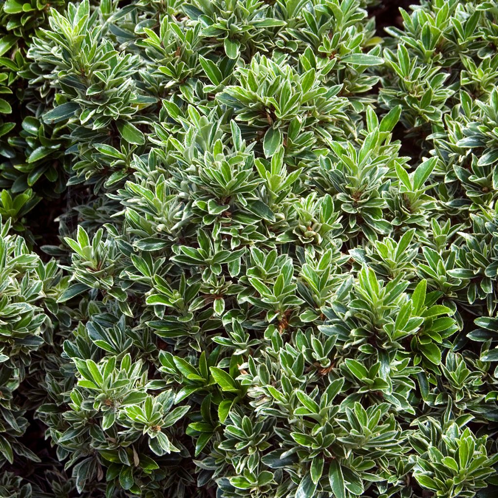 Evónimo Microphyllus Albovariegatus - Euonymus japonicus
