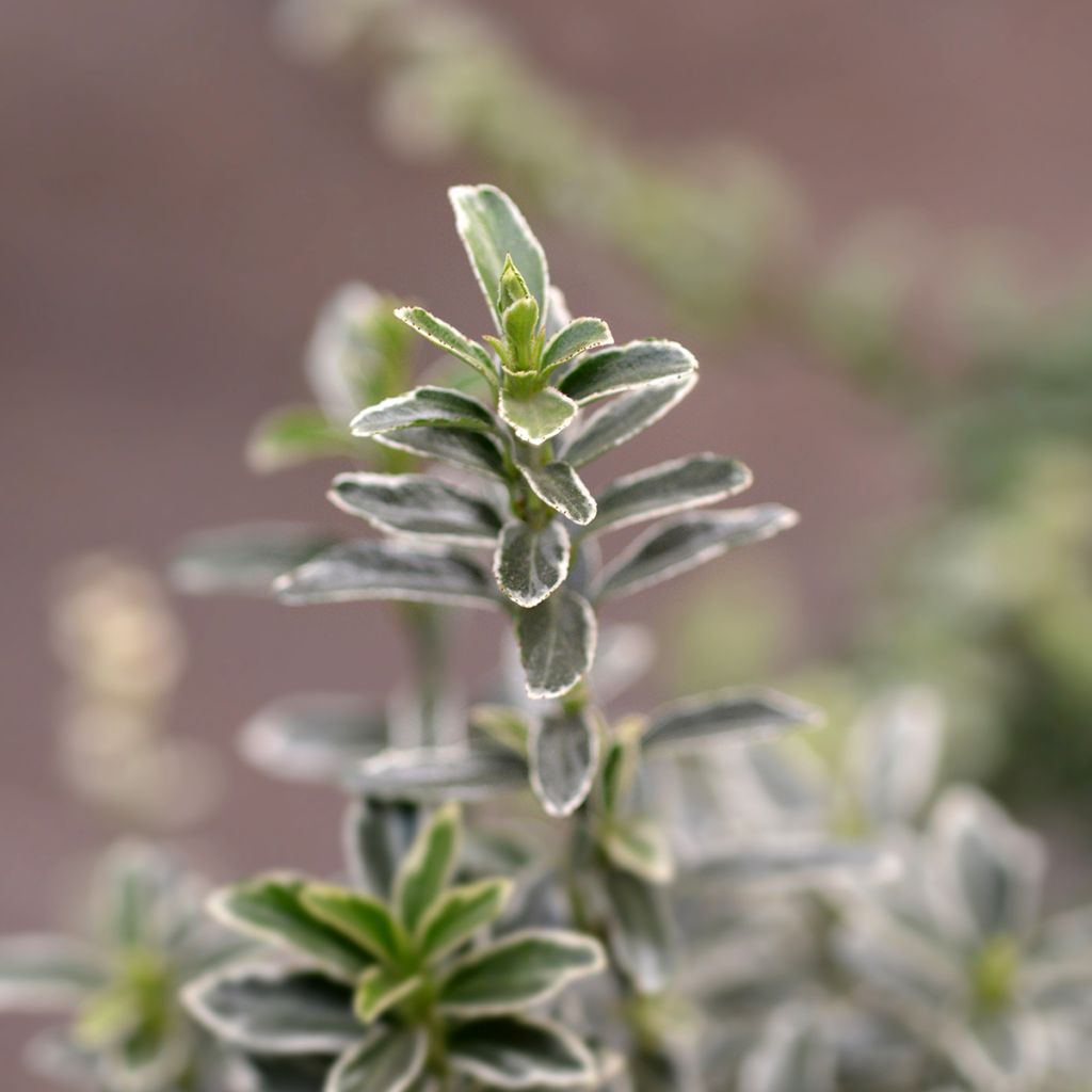 Evónimo Microphyllus Albovariegatus - Euonymus japonicus