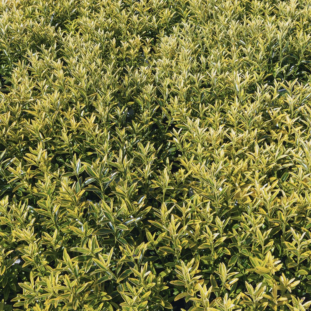 Evónimo Microphyllus Aureovariegatus - Euonymus japonicus