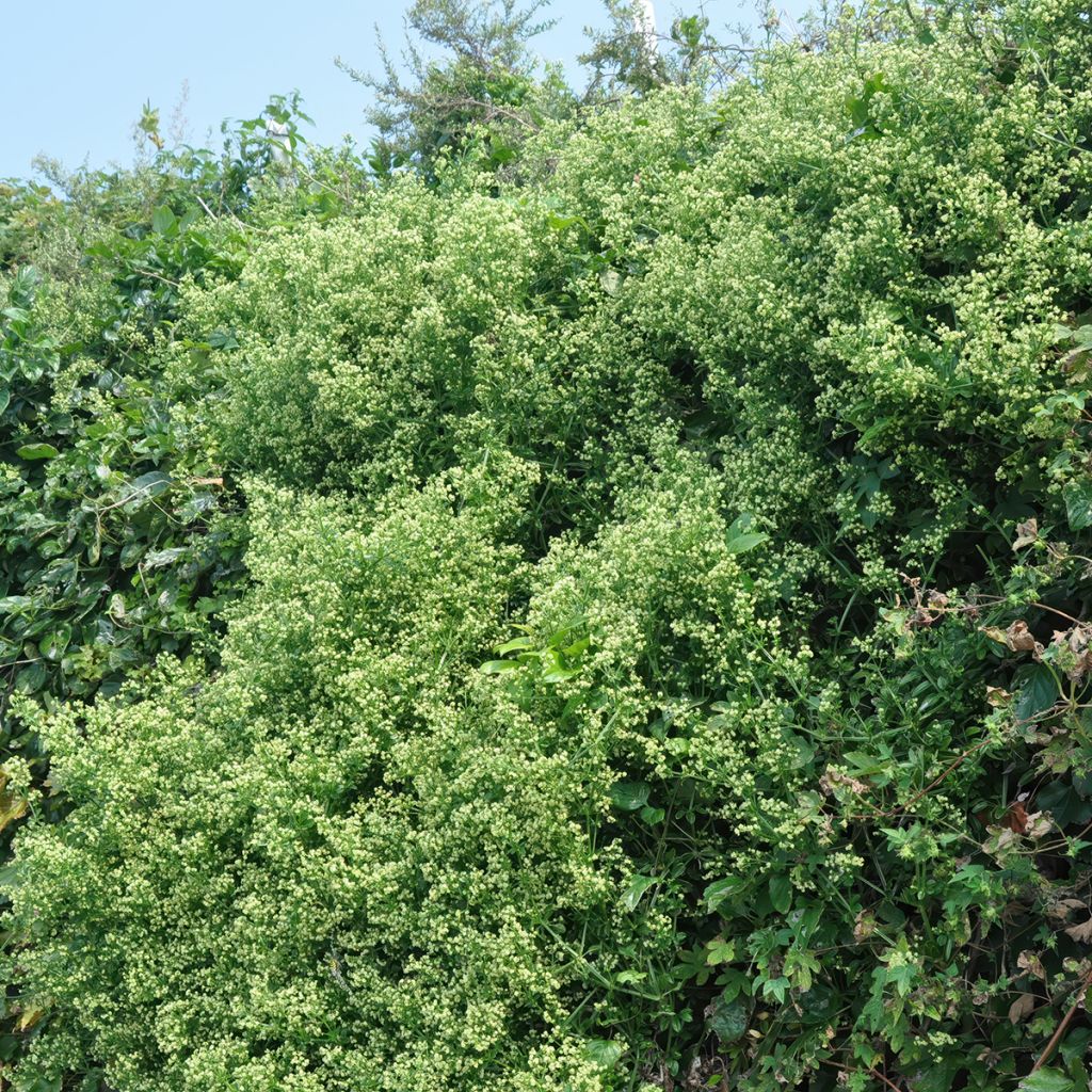 Evónimo Microphyllus - Euonymus japonicus