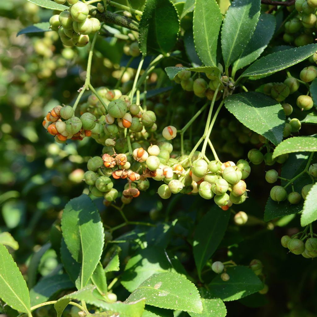 Evónimo Microphyllus - Euonymus japonicus