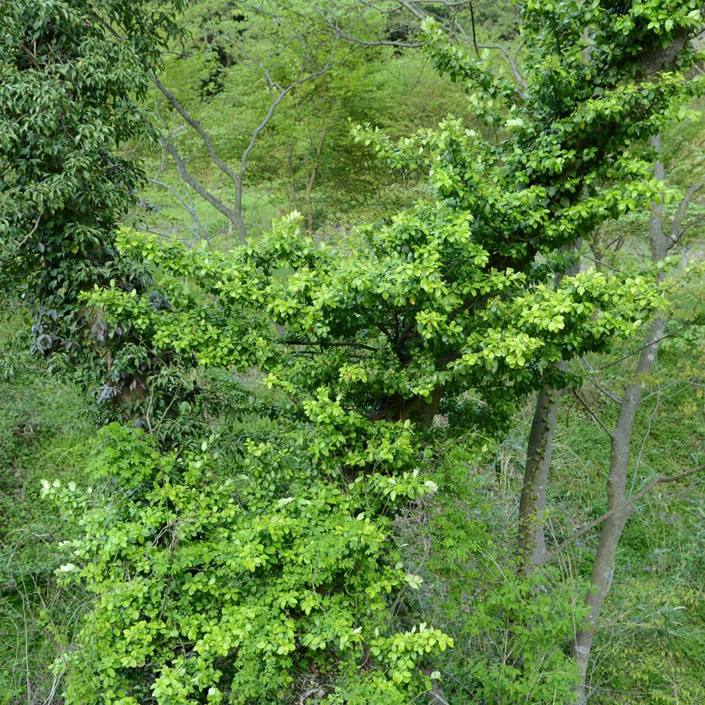 Evónimo Microphyllus - Euonymus japonicus