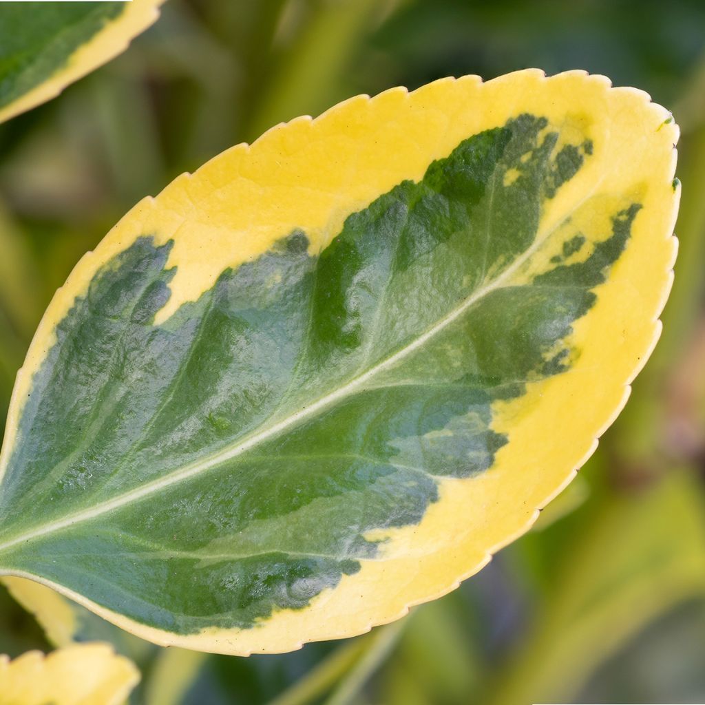 Evónimo Ovatus Aureus - Euonymus japonicus