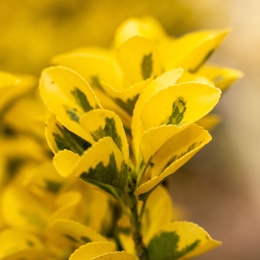 Evónimo Ovatus Aureus - Euonymus japonicus