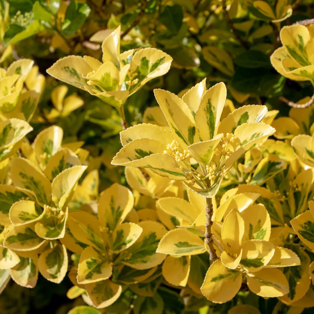 Evónimo Ovatus Aureus - Euonymus japonicus