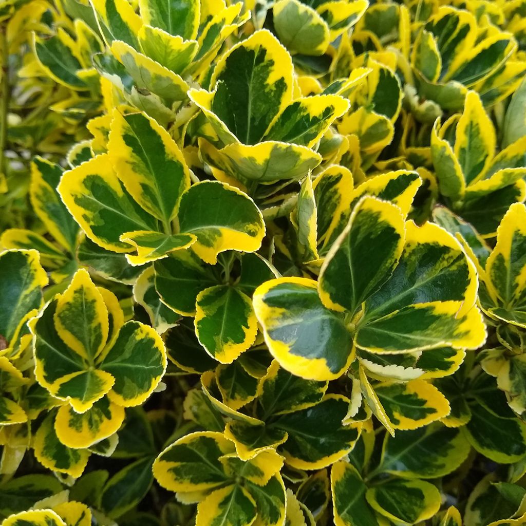 Evónimo Ovatus Aureus - Euonymus japonicus