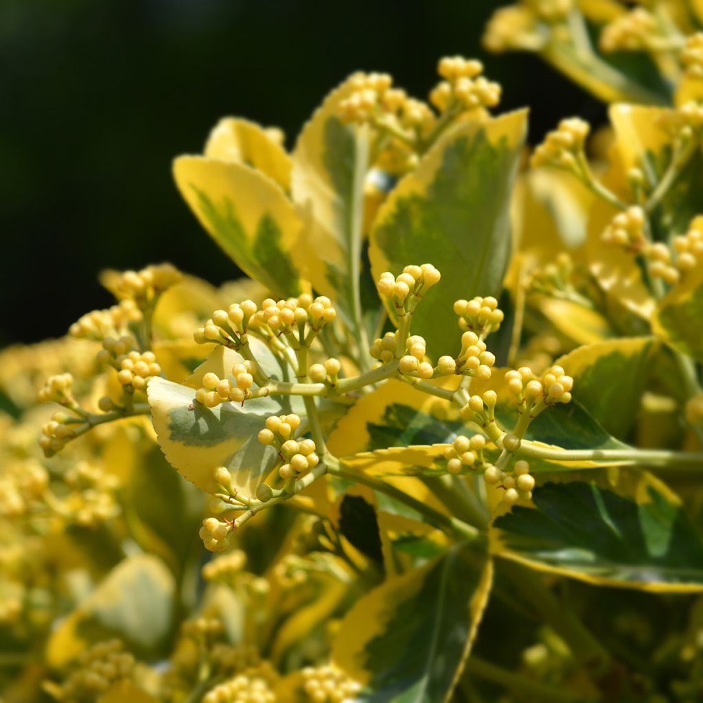Evónimo Ovatus Aureus - Euonymus japonicus