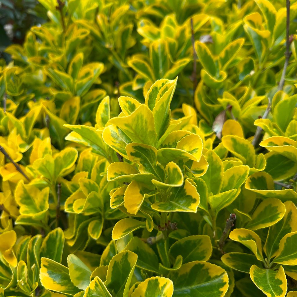 Evónimo Ovatus Aureus - Euonymus japonicus
