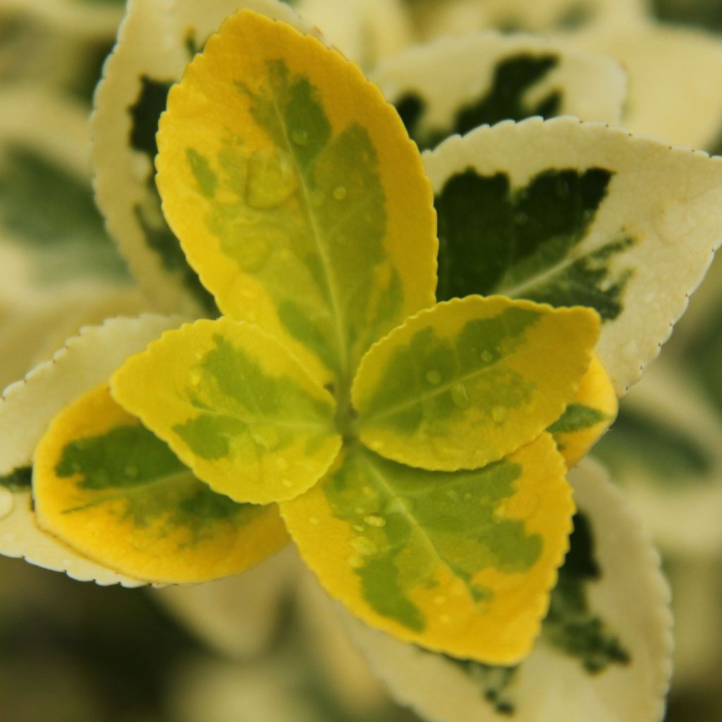 Evónimo Ovatus Aureus - Euonymus japonicus