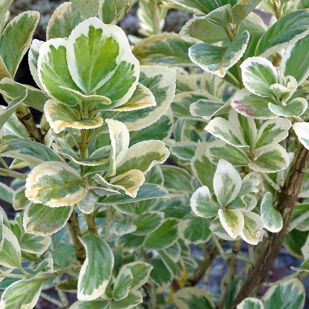 Evónimo Président Gauthier - Euonymus japonicus