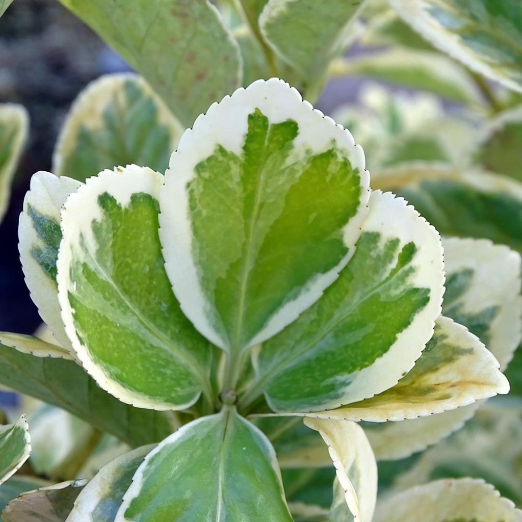 Evónimo Président Gauthier - Euonymus japonicus