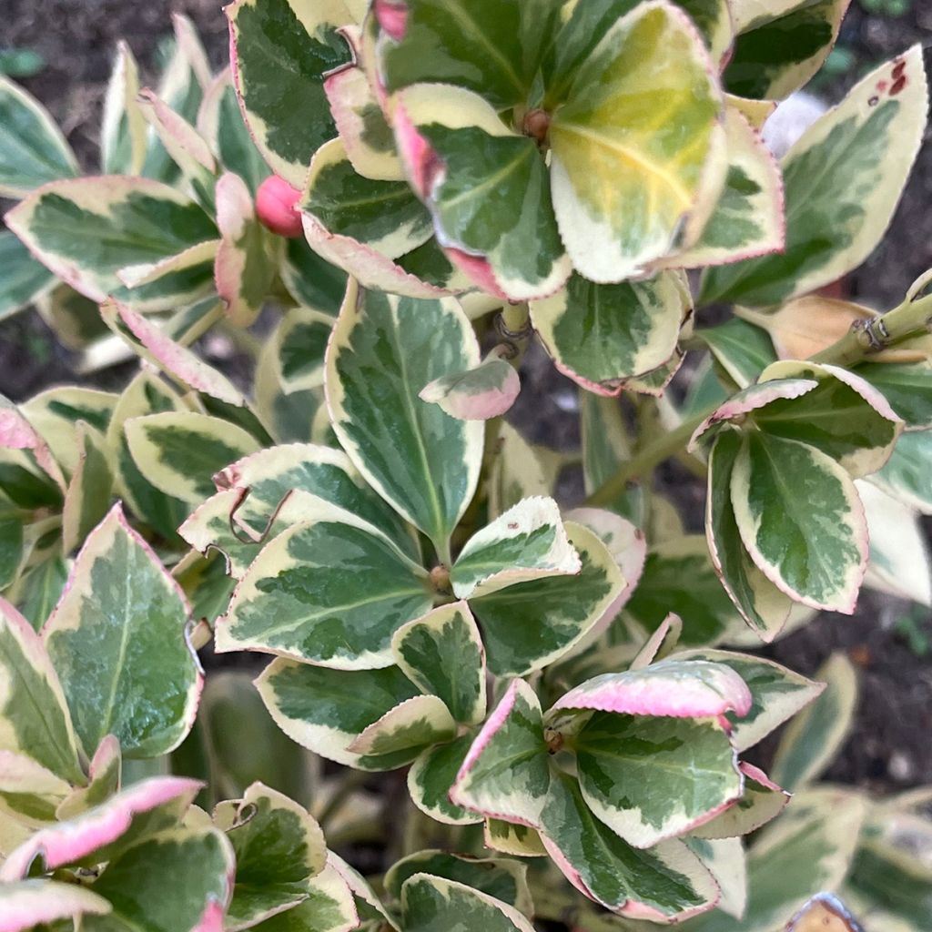 Evónimo Président Gauthier - Euonymus japonicus