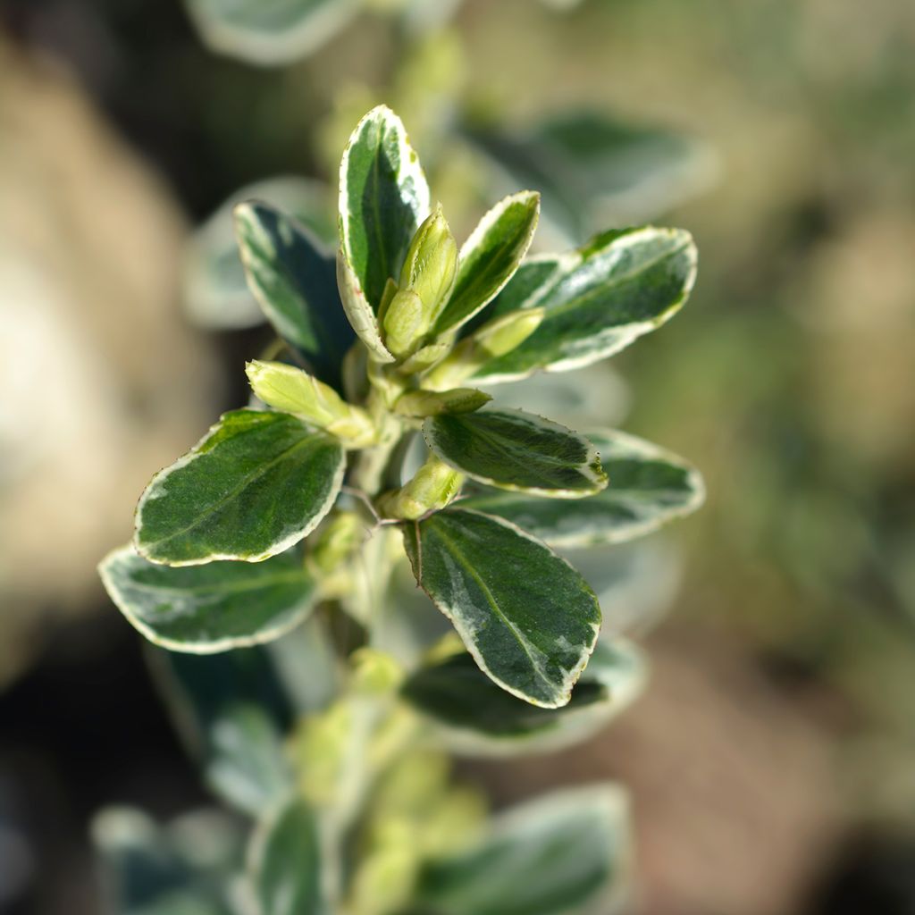 Evónimo Suzanne - Euonymus japonicus