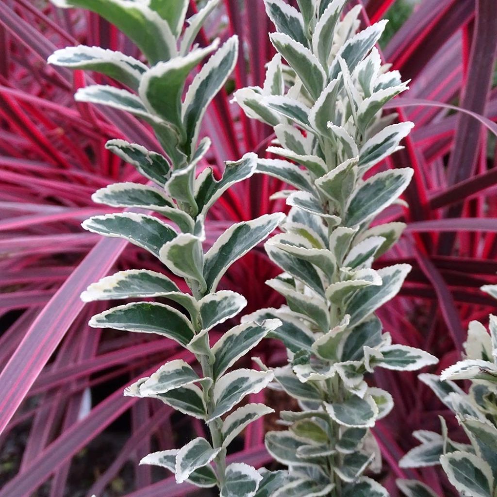 Evónimo White Spire - Euonymus japonicus