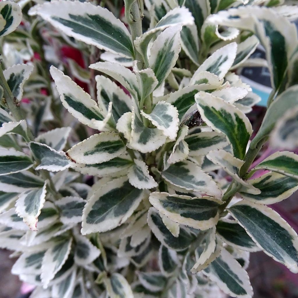 Evónimo White Spire - Euonymus japonicus