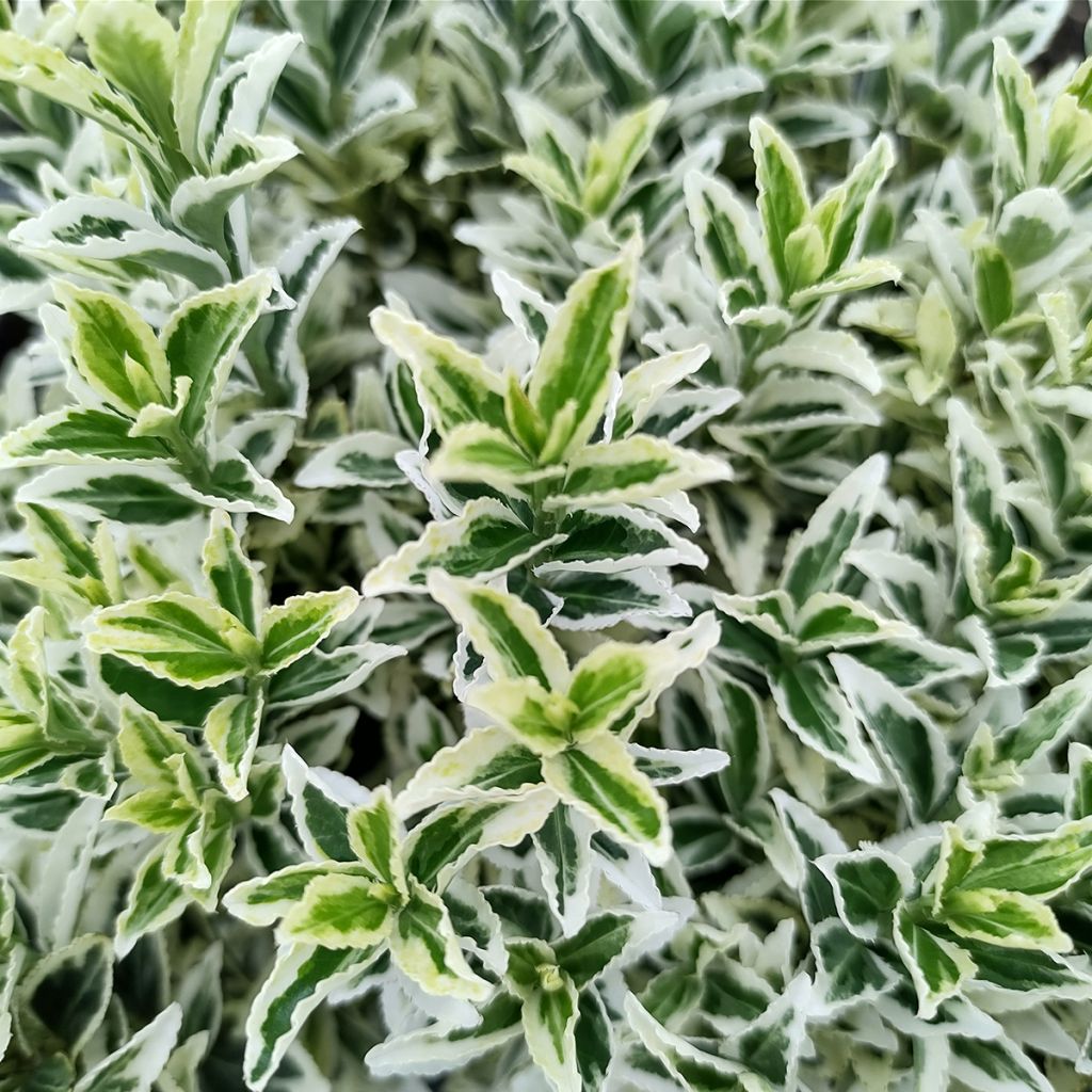 Evónimo White Spire - Euonymus japonicus