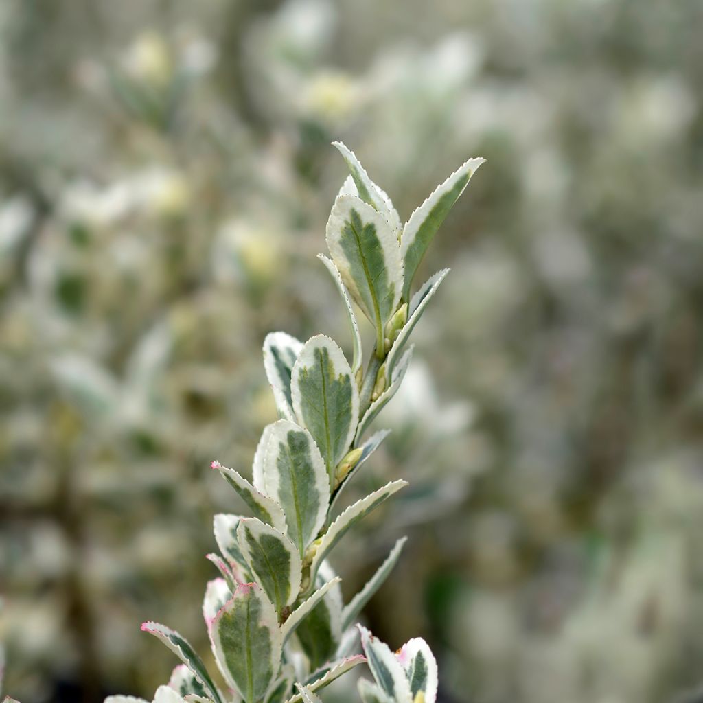 Evónimo White Spire - Euonymus japonicus