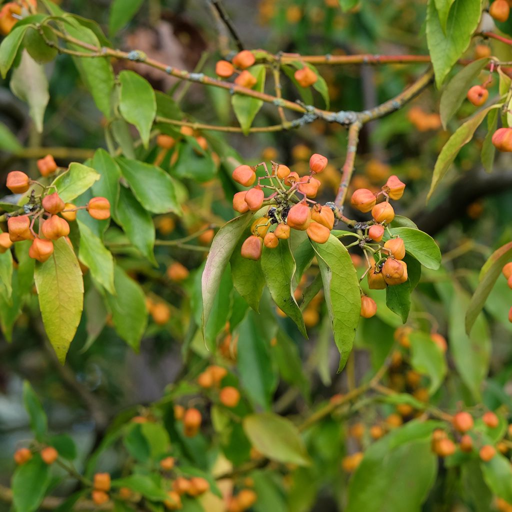 Euonymus myrianthus - Evónimo