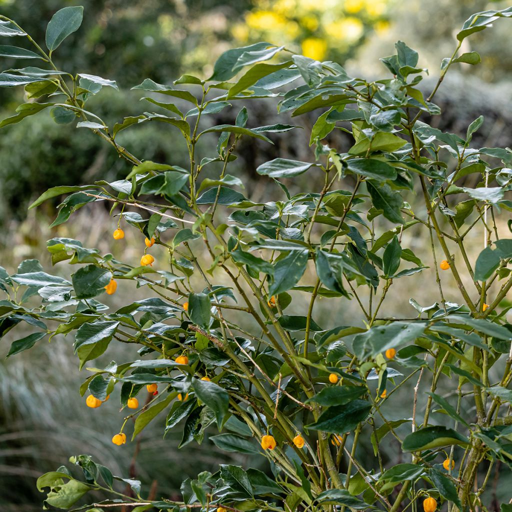 Euonymus myrianthus - Evónimo