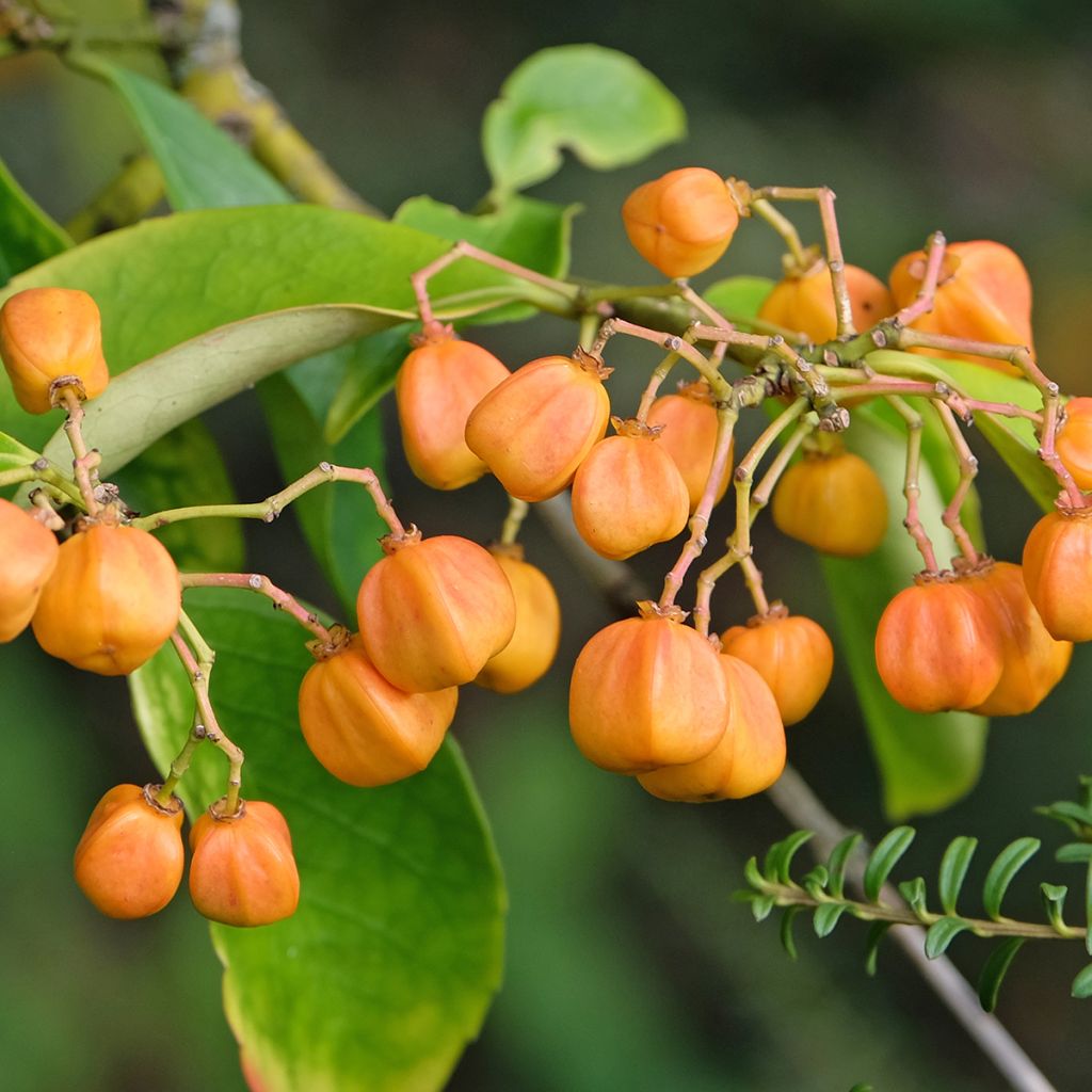 Euonymus myrianthus - Evónimo