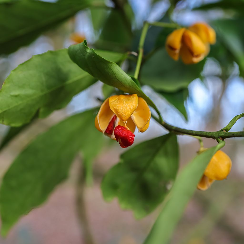 Euonymus myrianthus - Evónimo