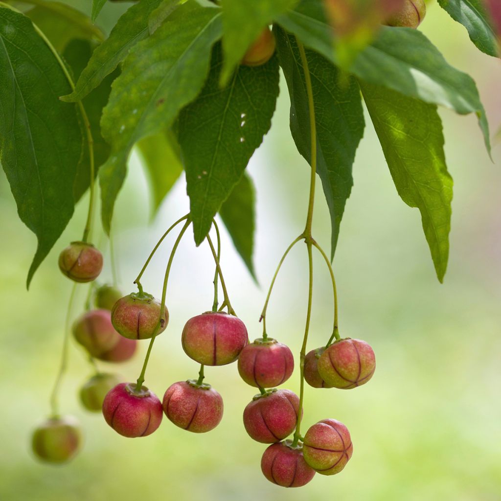 Euonymus oxyphyllus - Evónimo