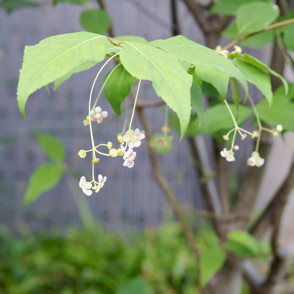 Euonymus oxyphyllus - Evónimo