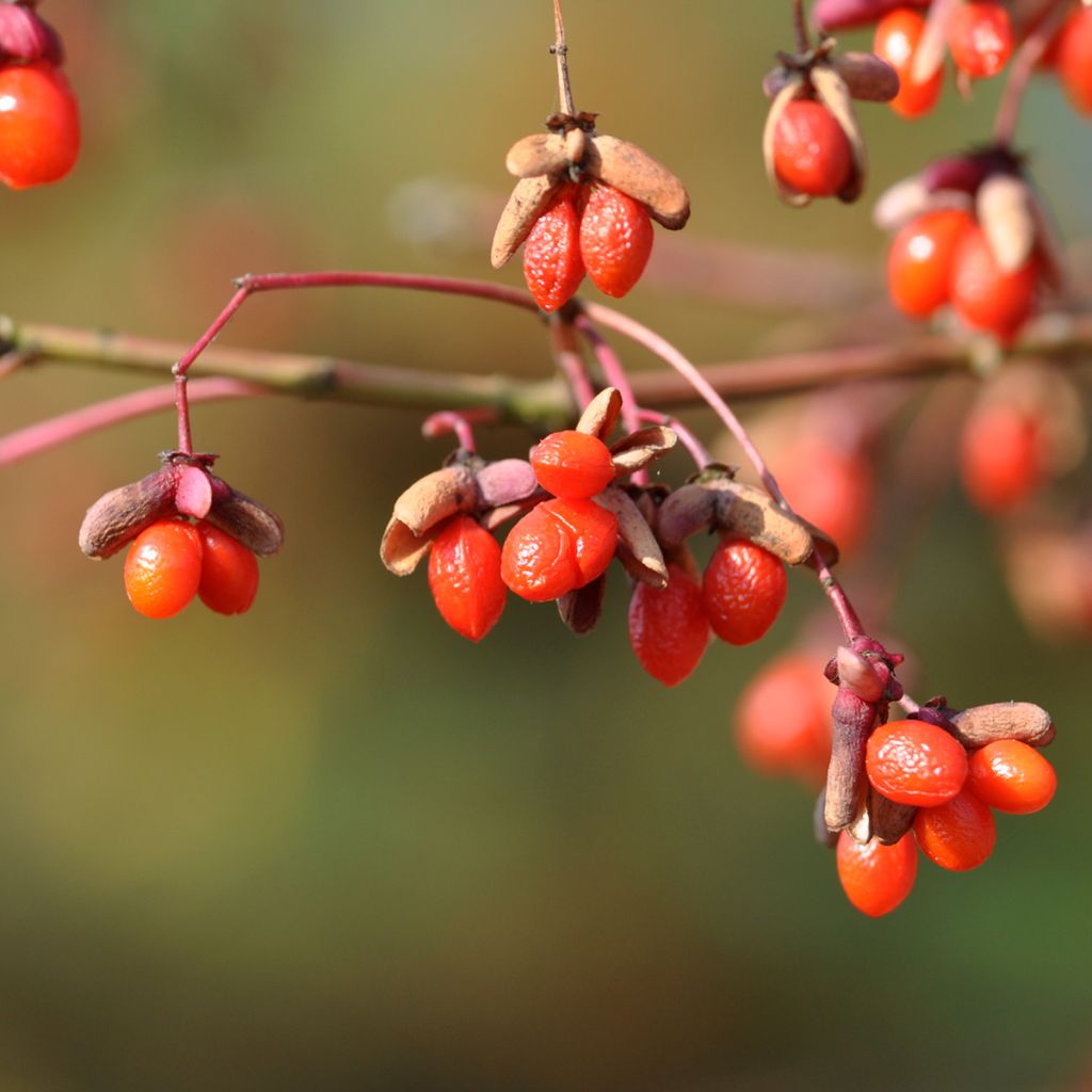 Euonymus oxyphyllus - Evónimo