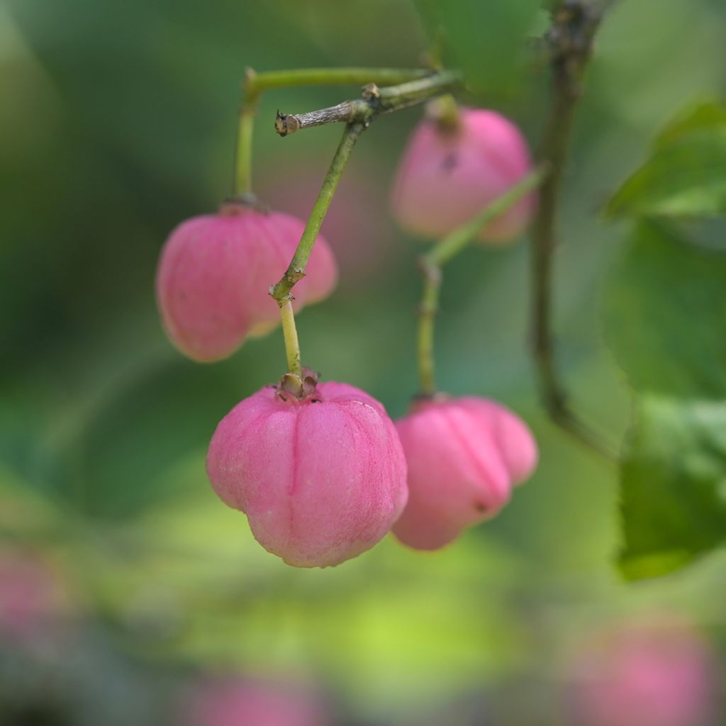 Euonymus phellomanus - Evónimo