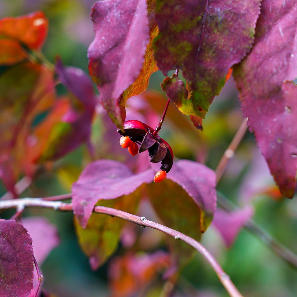 Euonymus planipes - Evónimo