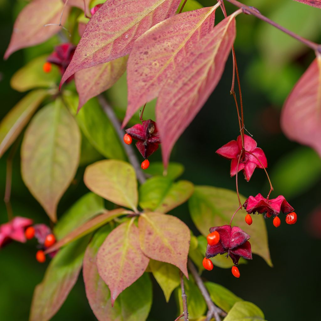 Euonymus planipes - Evónimo