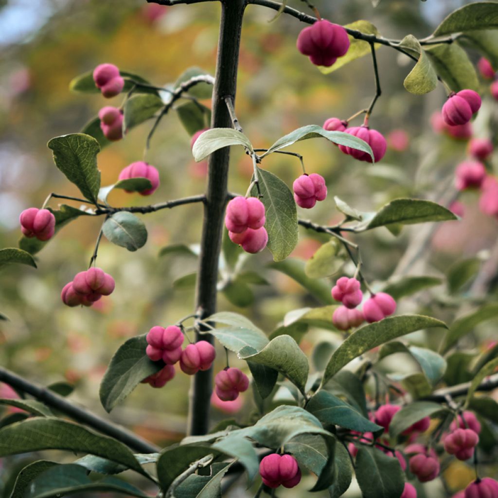 Euonymus vidalii - Evónimo