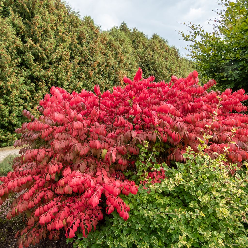 Euonymus alatus Blade Runner - Evónimo alado