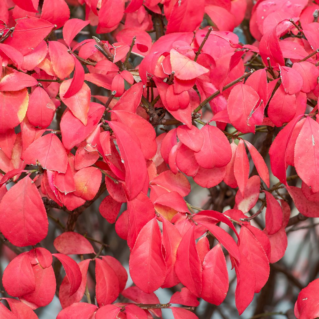 Euonymus alatus Fire Ball - Evónimo alado