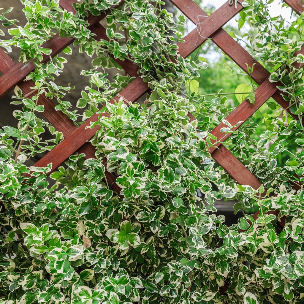 Euonymus fortunei Silver Carpet - Bonetero rastrero