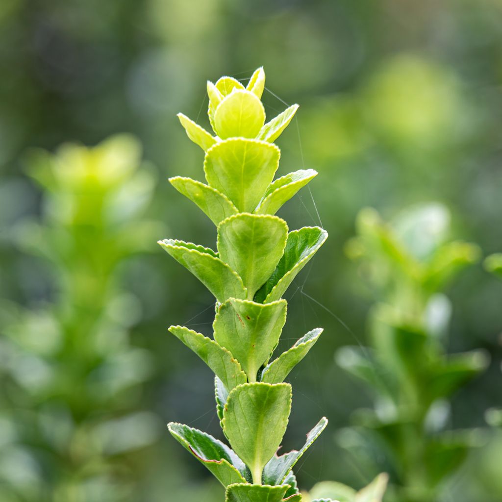 Evónimo japonicus Green Rocket - Euonymus japonicus