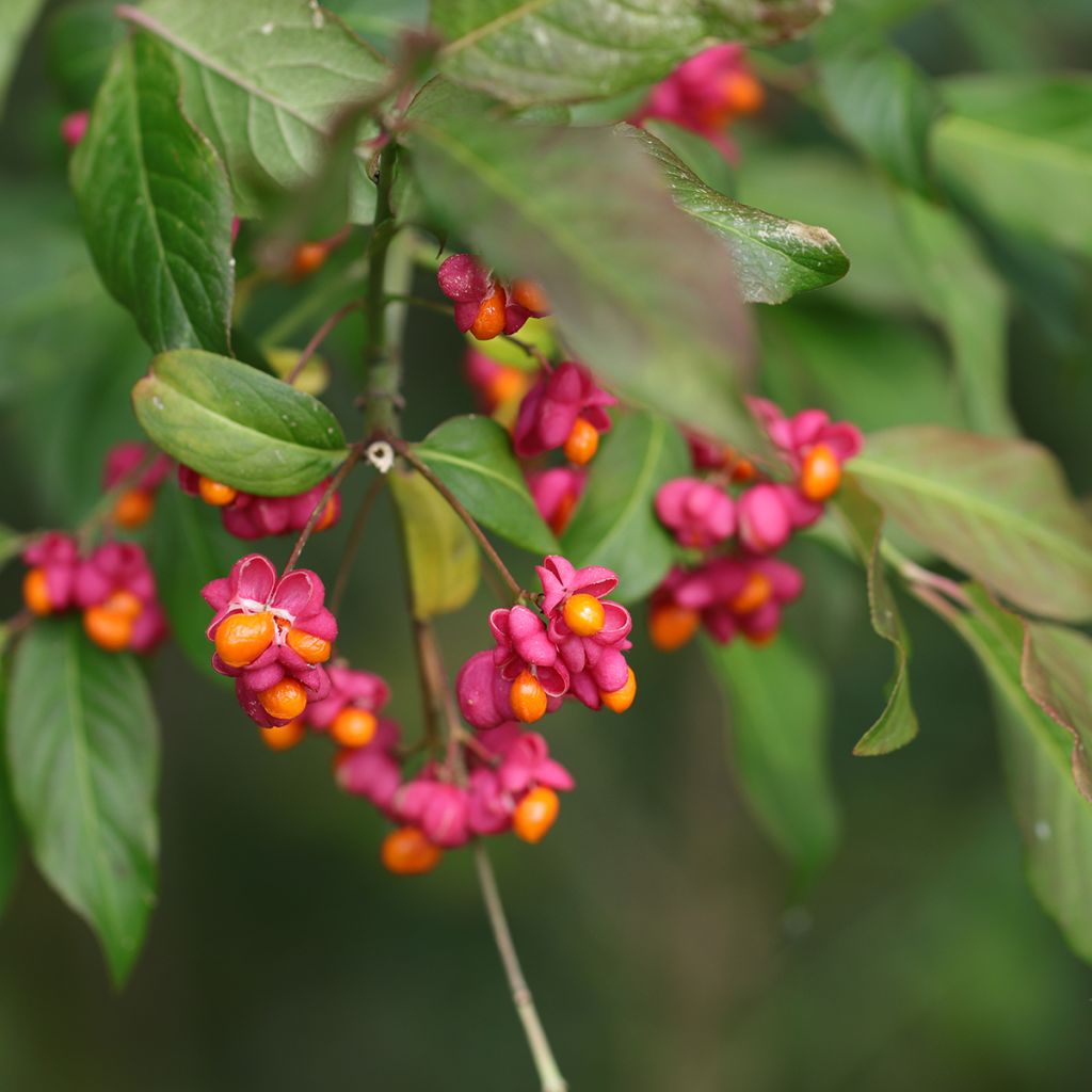 Euonymus latifolius - Evónimo