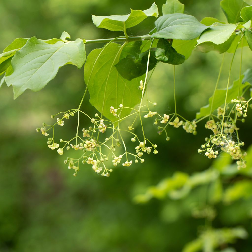 Euonymus latifolius - Evónimo