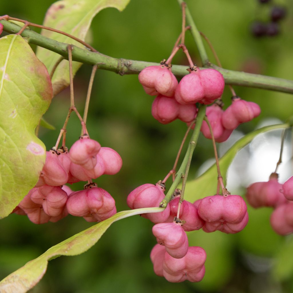 Euonymus latifolius - Evónimo