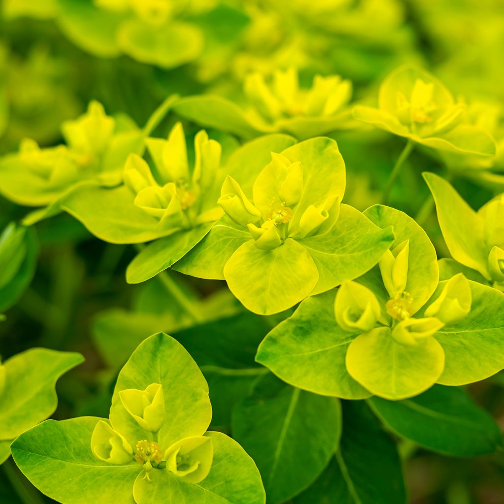 Euphorbia cornigera - Lechetrezna