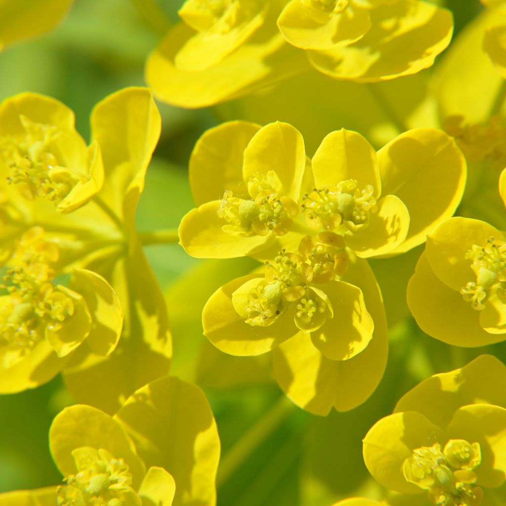 Euphorbia cornigera - Lechetrezna