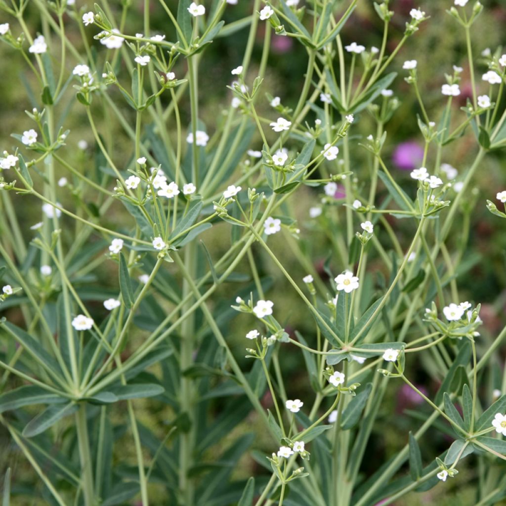 Euphorbia corollata - Lechetrezna