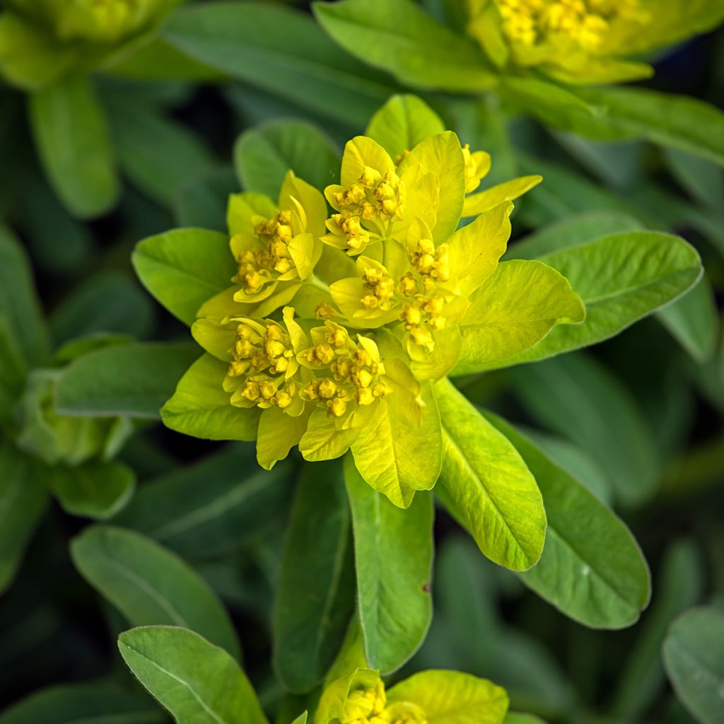 Euphorbia polychroma Major - Lechetrezna