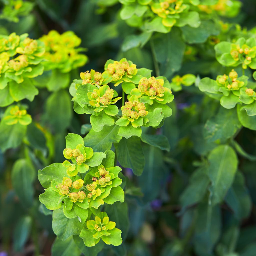 Euphorbia polychroma Major - Lechetrezna