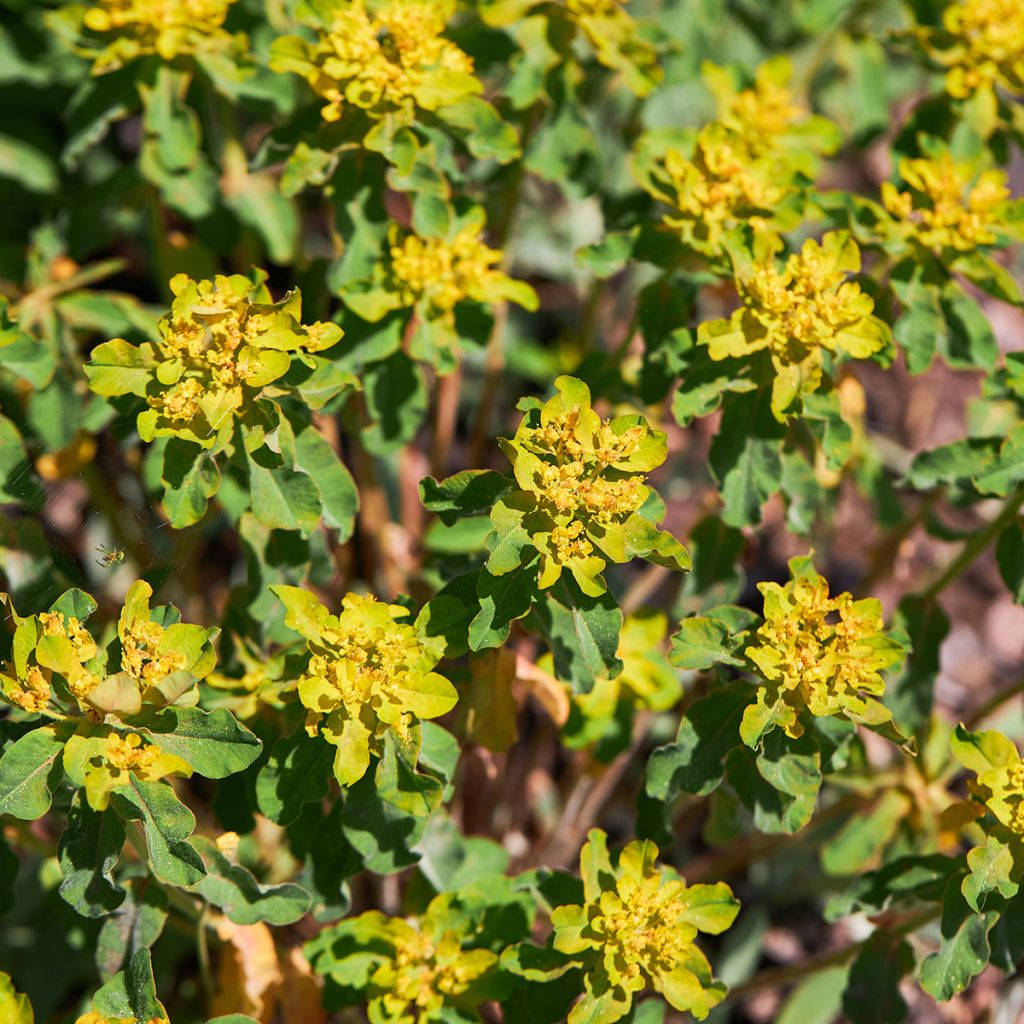 Euphorbia polychroma Major - Lechetrezna