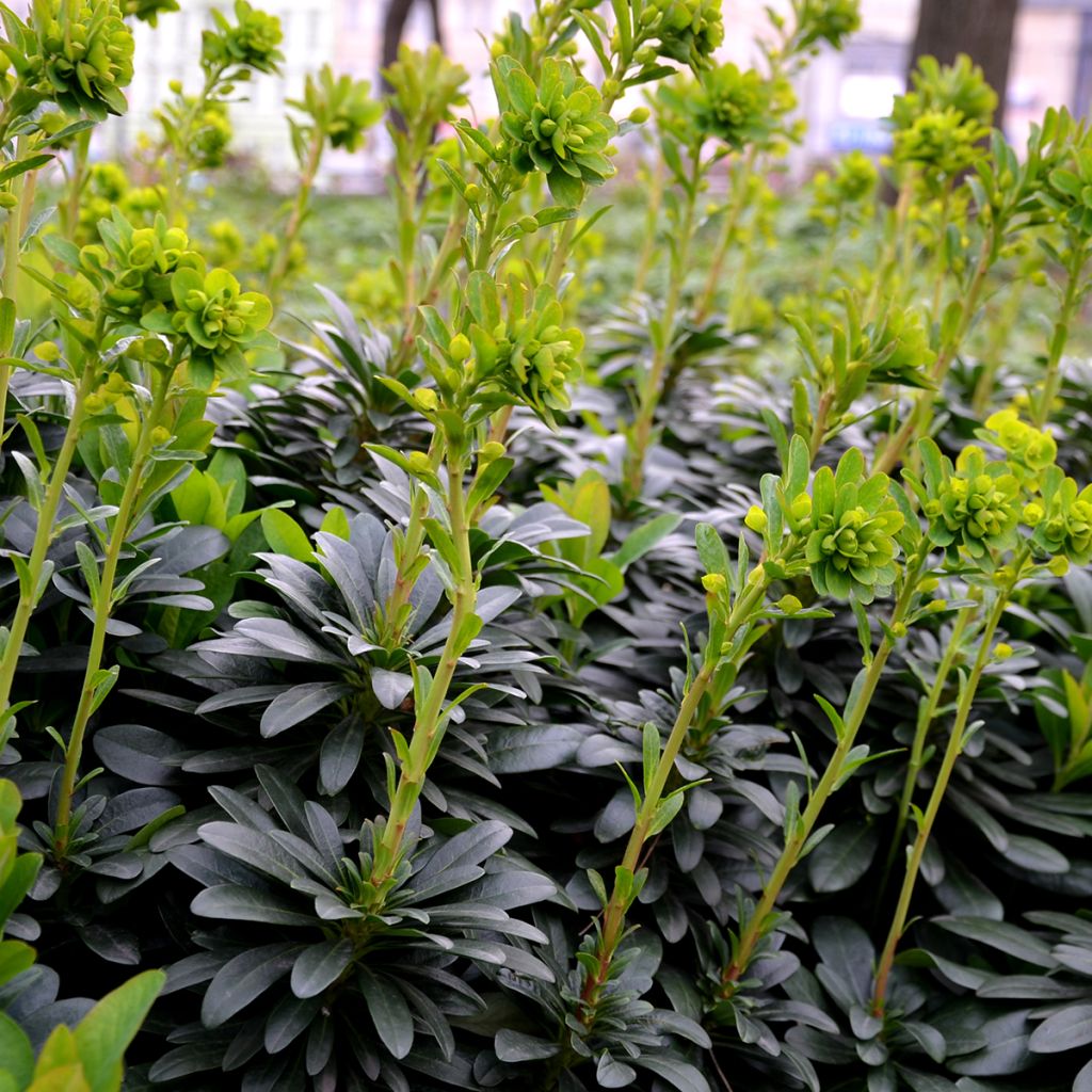 Euforbio - Euphorbia amygdaloïdes var. robbiae