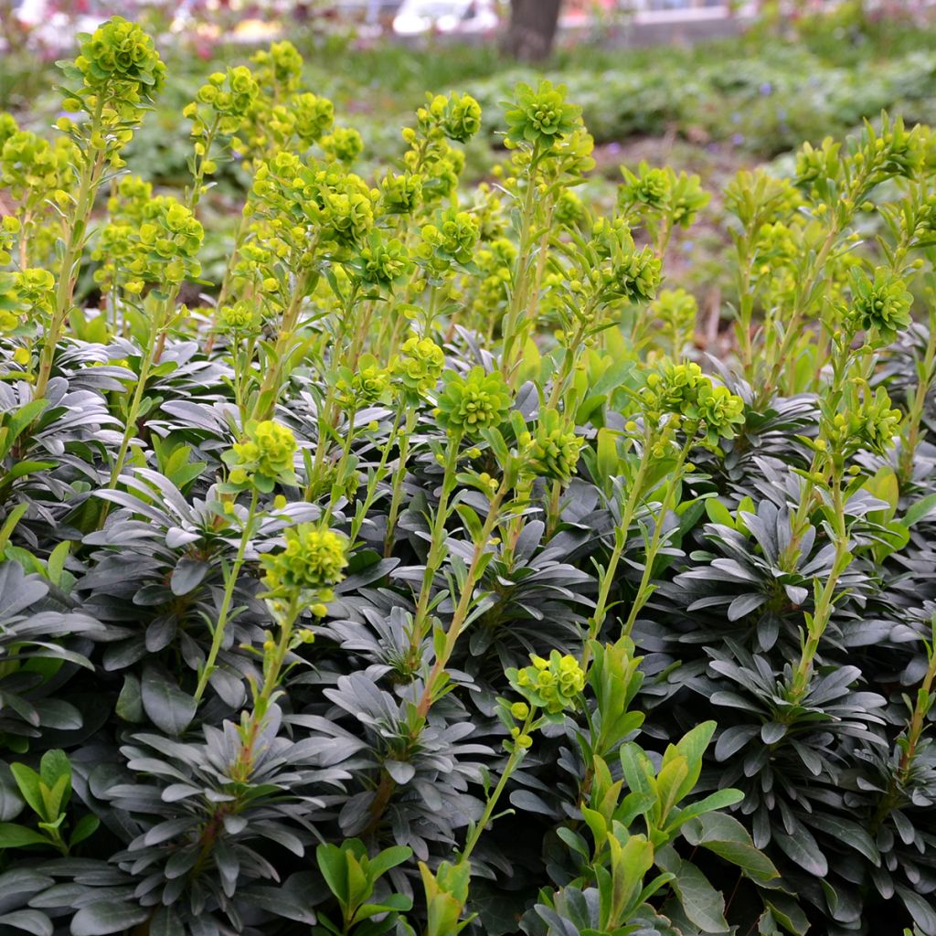 Euforbio - Euphorbia amygdaloïdes var. robbiae