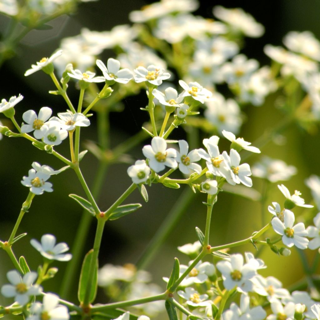 Euphorbia corollata - Lechetrezna