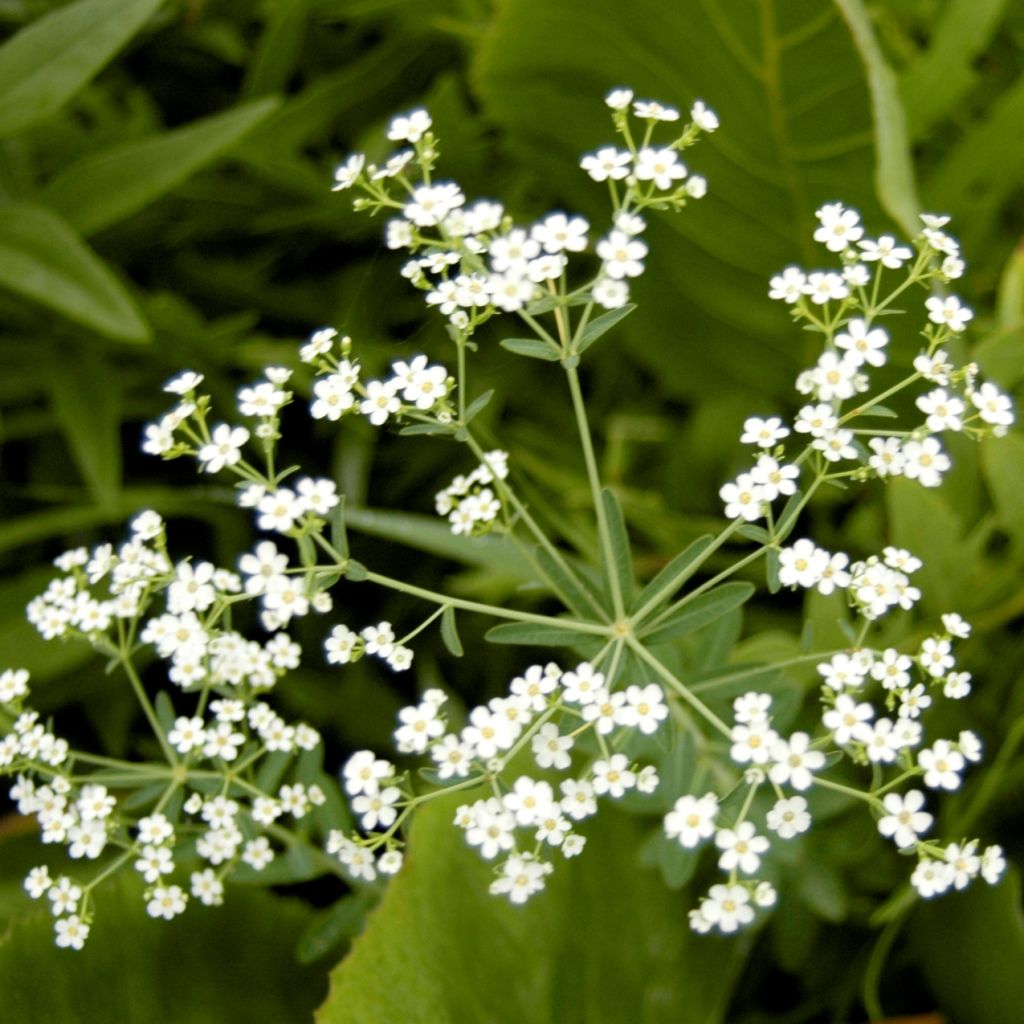 Euphorbia corollata - Lechetrezna