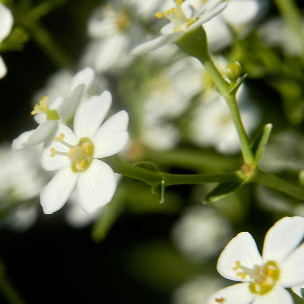 Euphorbia corollata - Lechetrezna